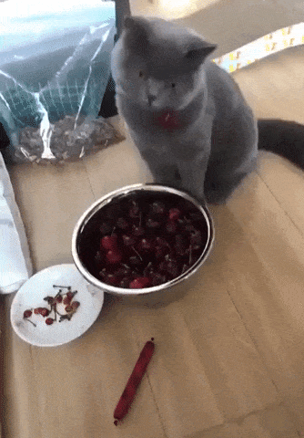 Cat doesnt know how to handle cherries in cat gifs