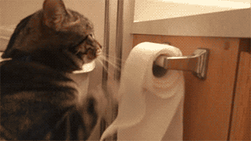 cat toilet paper gif에 대한 이미지 검색결과