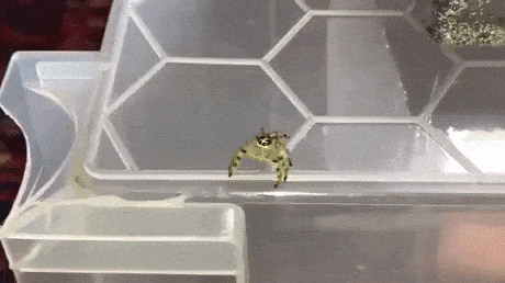 Jumping spiders are insanely fast in wow gifs