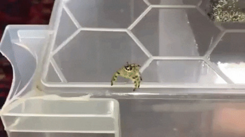 Jumping spiders are insanely fast