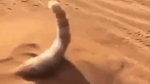 Sand kitty