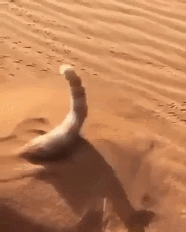 Sand kitty in cat gifs
