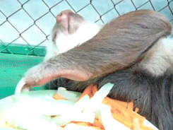 A sloth grabbing cut vegetables. 