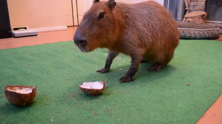 chewing coconut capybara