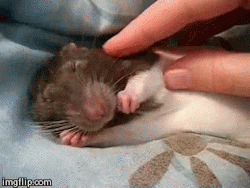 rato twister recebendo carinho