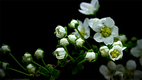 Afbeeldingsresultaat voor jasmine flower gif