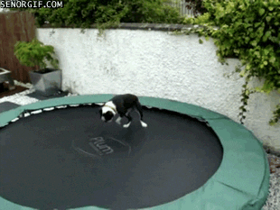 Boston Terriers Funny Gif GIF by Cheezburger
