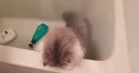 Bath Time in animals gifs