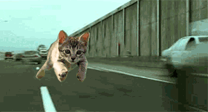 Cat Running GIF - Find & Share on GIPHY