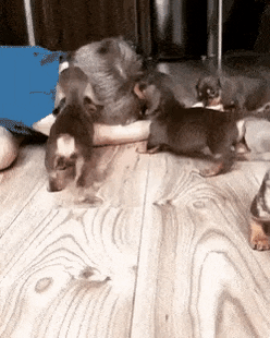 Cutest thing you see today in dog gifs