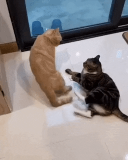 Catto wants to fight in cat gifs