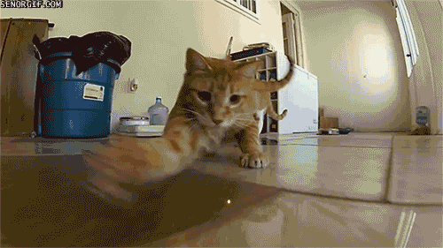 Cat Smart Interactive Laser Toy – Floppy Fish Dog Toy