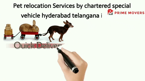 Pet transport service hyderabad