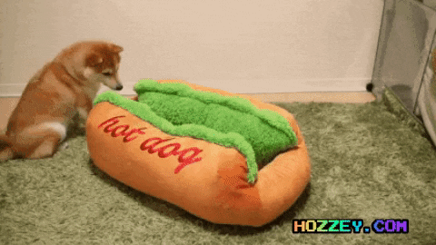 Image result for hotdog pet bed gif"