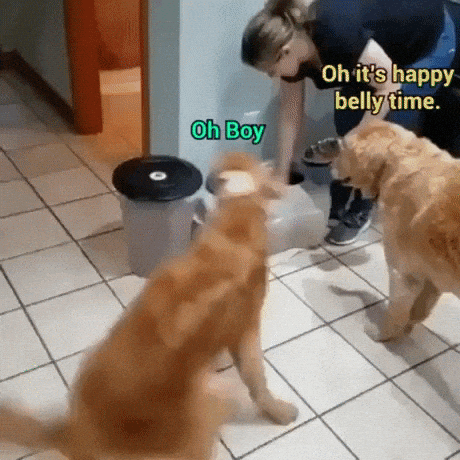 Happy belly time in funny gifs