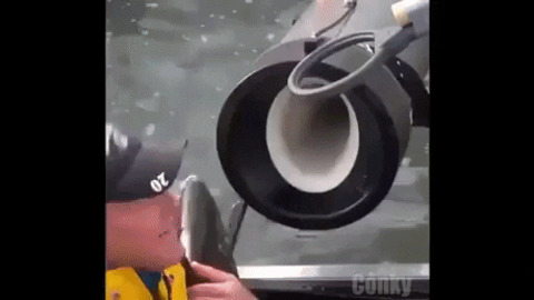 The salmon cannon