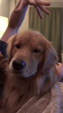 Doggo gets head massage in dog gifs