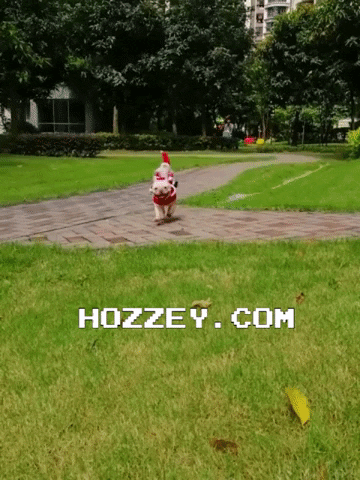Animated GIF