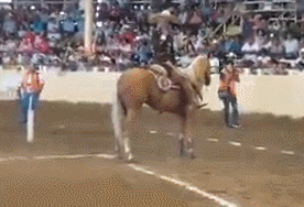 horse breaks whoh there on a dime dead stop