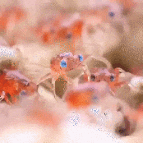 Baby crabs in wow gifs