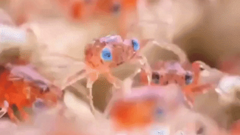 Baby crabs