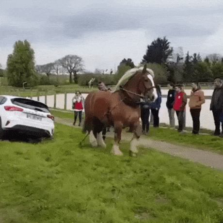 The real horsepower in wow gifs