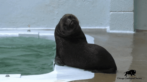 Sealion GIFs - Find & Share on GIPHY
