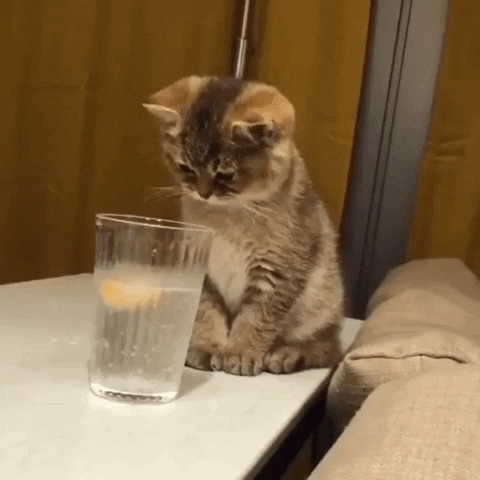     lolwhy cat videos and gifs     