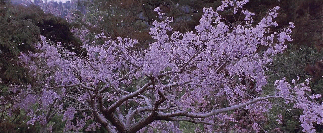 cherry blossoms gif