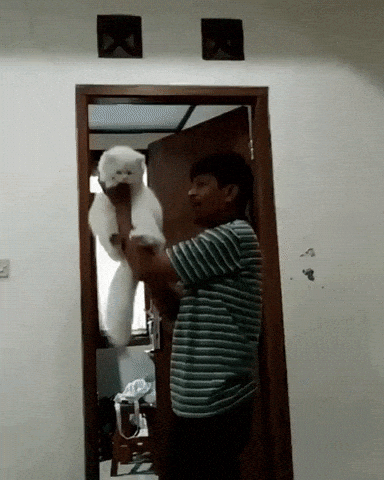 Dad doesnt want a cat and here they are after a week in funny gifs
