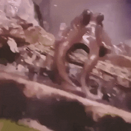 Octopus waving back in wow gifs