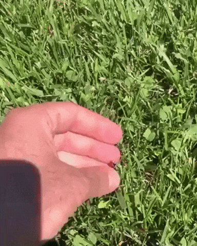 Lady bugs are lucky they say in wtf gifs