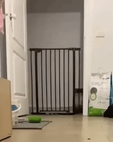 Cat proofing is a myth in cat gifs