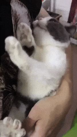 Most dramatic catto ever in cat gifs