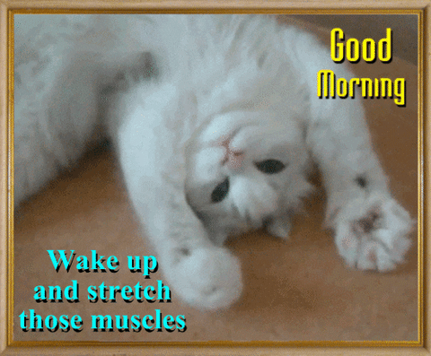 Image result for exercise cat gif