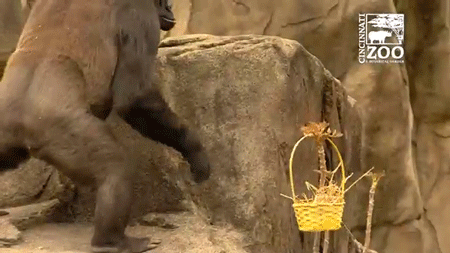 Gorillas GIF - Find & Share on GIPHY