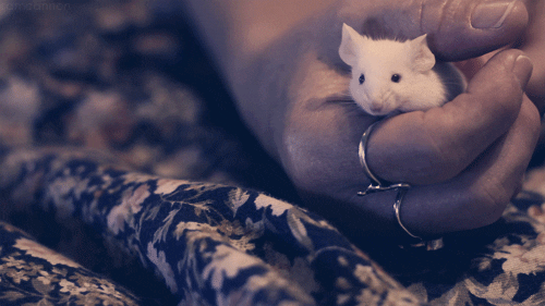White Mouse GIFs - Find & Share on GIPHY