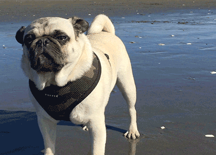 Pug GIF - Find & Share on GIPHY