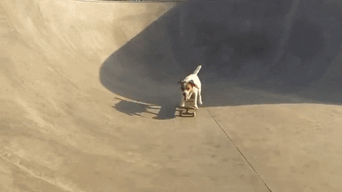 dog win skateboarding loves uggie