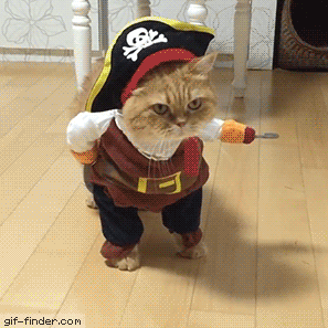 funny cat costume