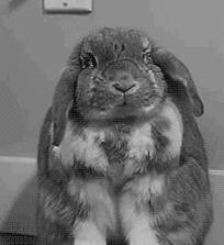  black and white no laughing rabbit sarcastic GIF
