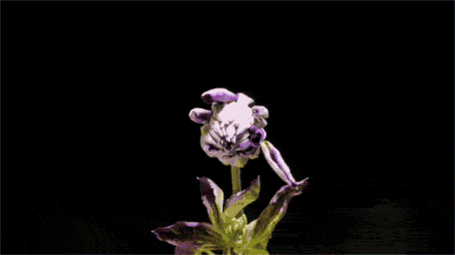 Flowers GIF - Find & Share on GIPHY