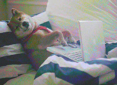 perro acostado en sillón trabajando en laptop