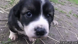 Puppy nipping is cute...until it isn't!