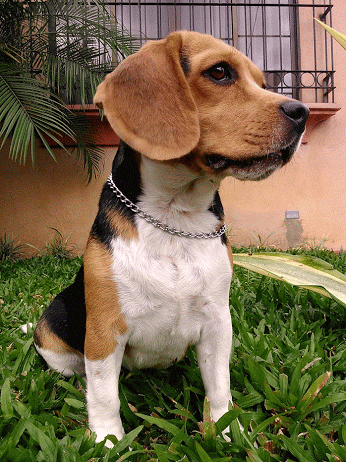 dog chelsea beagle love dogs