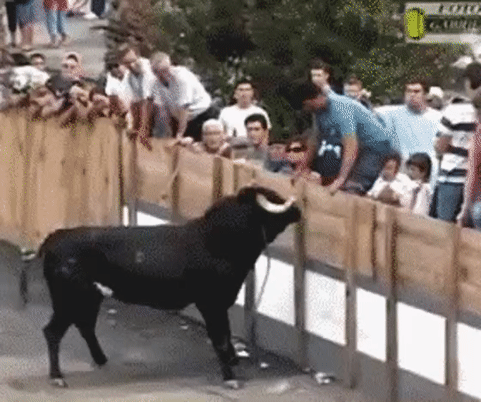 Bull GIF - Find & Share on GIPHY