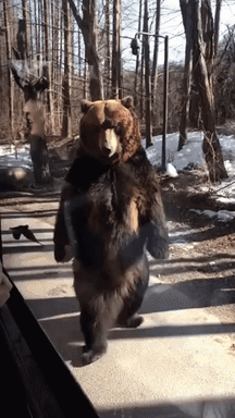 This is how bear walk on two legs in funny gifs