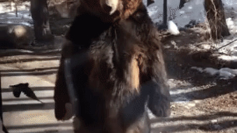 This is how bear walk on two legs