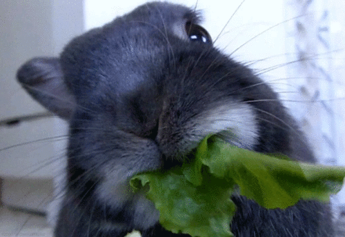 coelho comendo folhas escuras