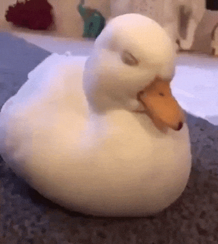 Tired duck fighting sleep in funny gifs